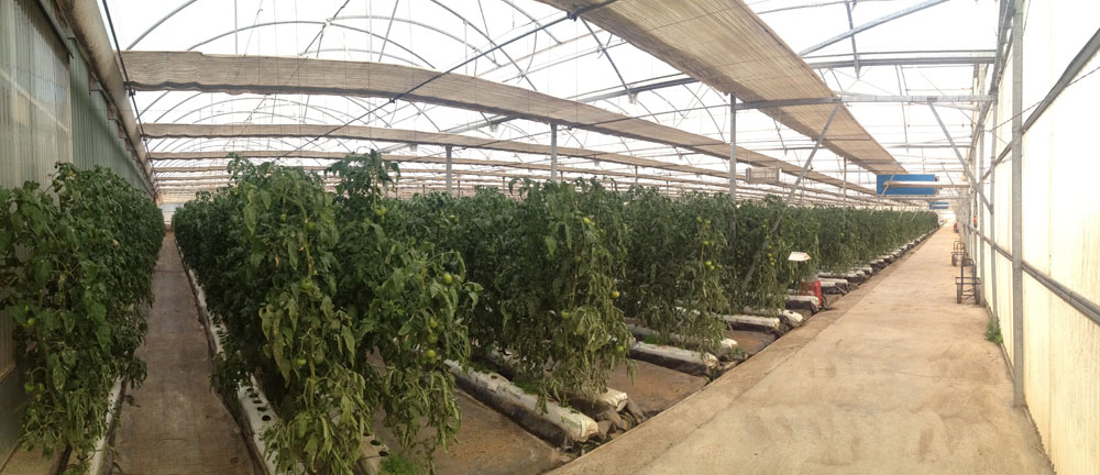 Inside view of ININSA high-tech greenhouse with screen system and air heating