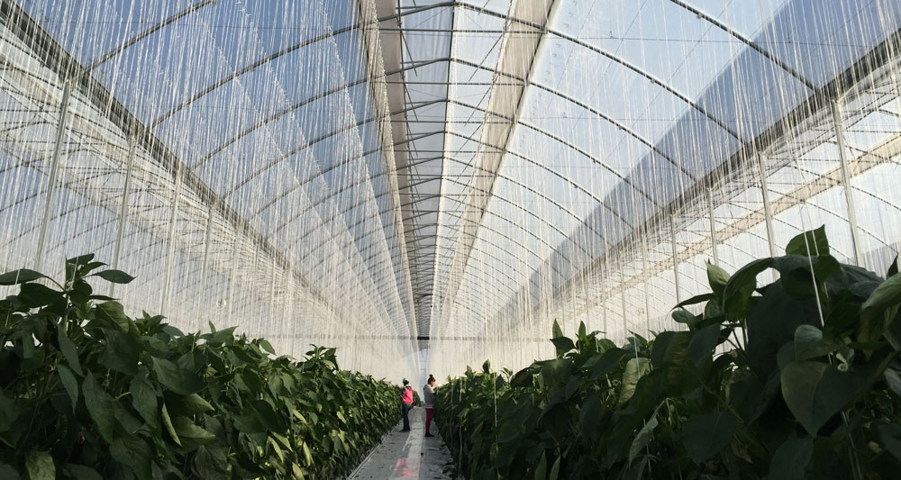 Inside view of ININSA high-tech greenhouse