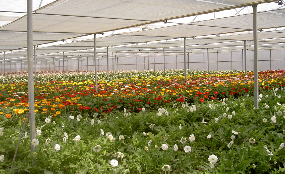 Greenhouse for gerbera’s crop