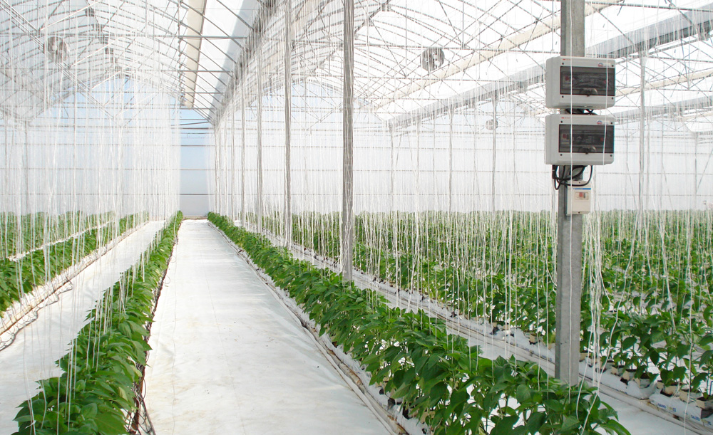 Greenhouse with pepper crop and hydroponic system fertigation