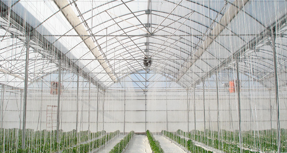 P-9’60 Gothic greenhouse with hydroponic pepper crop