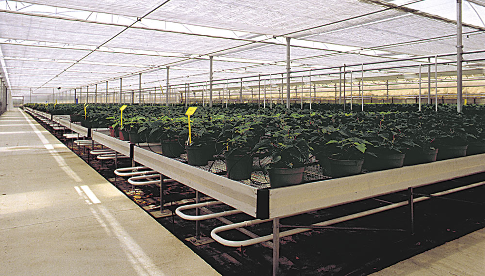 Fixed benches with geranium pot plants