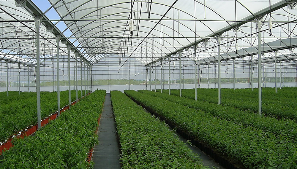 Interior view of curved roof ININSA greenhouse