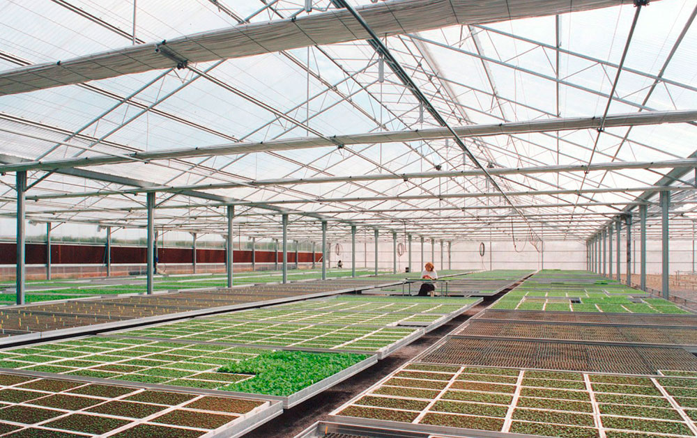 Wide-span greenhouse with seedlings crop