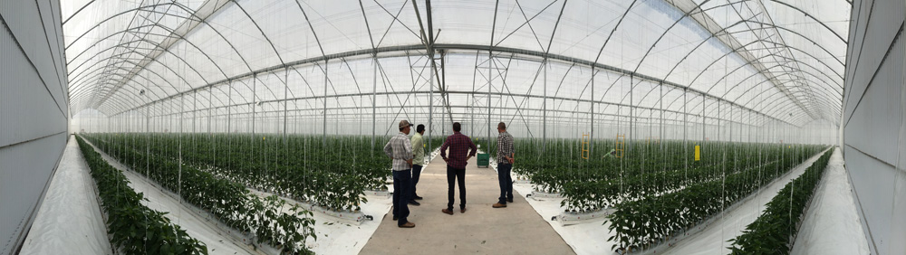 Indoor view of the G–12’80x3 greenhouse model