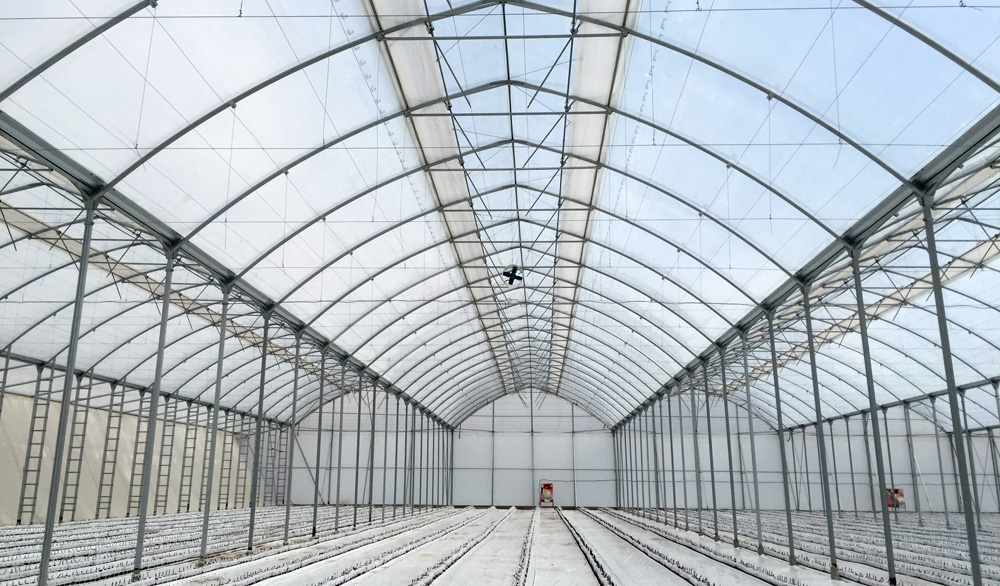 Indoor view of the G–12’80x3 greenhouse model