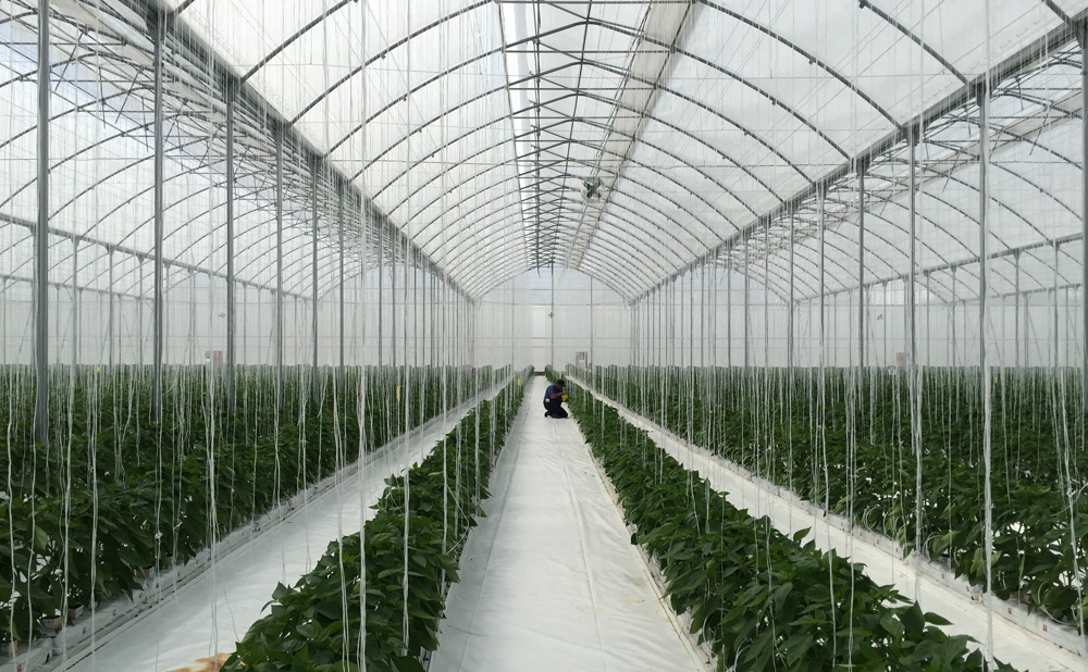 Indoor view of the G–12’80x3 greenhouse model